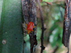 Coleoptera