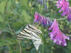 Iphiclides podalirius