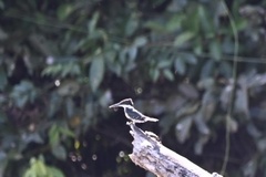 Chloroceryle amazona