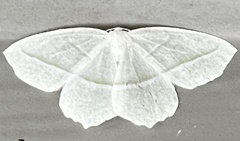 Campaea perlata