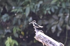 Chloroceryle amazona