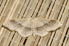 Idaea aversata