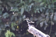 Chloroceryle amazona