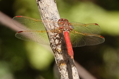 Sympetrum gilvum