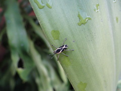 Eugnoristus monachus