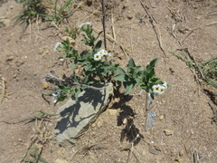 Tournefortia sibirica