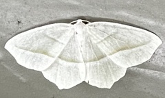 Campaea perlata