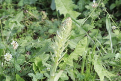 Himantoglossum hircinum