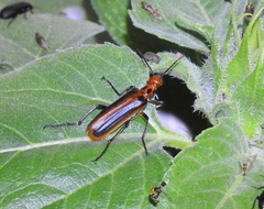 Pyrota tenuicostatis