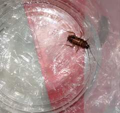 Periplaneta americana