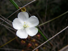 Drosera planchonii
