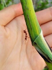 Oecophylla smaragdina