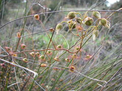 Drosera planchonii