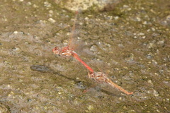 Sympetrum gilvum