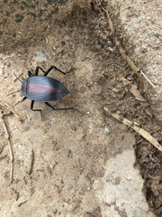 Eleodes suturalis