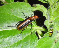 Pyrota tenuicostatis