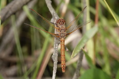 Sympetrum gilvum