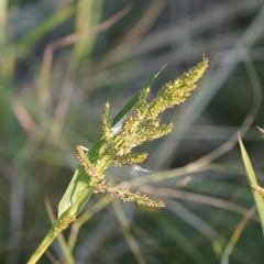 Echinochloa