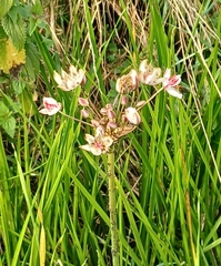 Butomus umbellatus