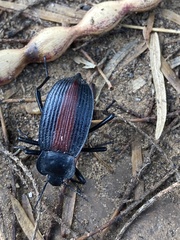 Eleodes suturalis