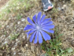 Cichorium intybus