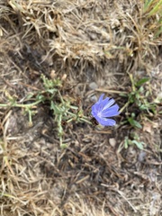 Cichorium intybus