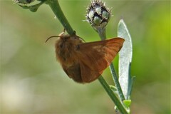 Malacosoma alpicolum