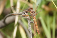 Sympetrum gilvum