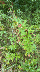 Ludwigia alternifolia