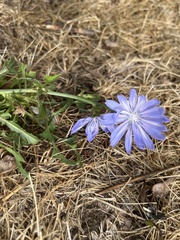 Cichorium intybus