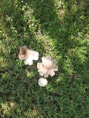 Amanita amerirubescens