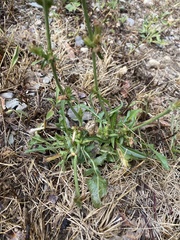 Cichorium intybus