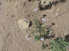 Cakile maritima euxina