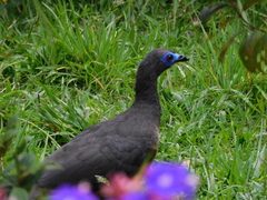 Chamaepetes goudotii