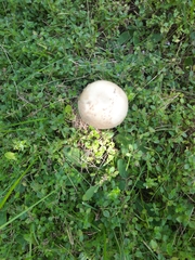 Amanita amerirubescens