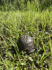 Terrapene carolina bauri