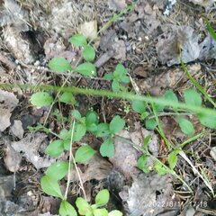 Veronica officinalis