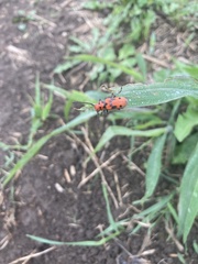 Tetraopes tetrophthalmus