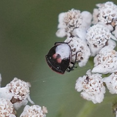 Cosmopepla lintneriana