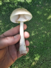 Amanita amerirubescens