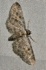 Eupithecia icterata