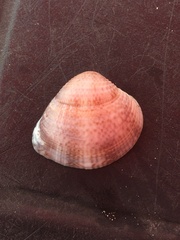 Anomalocardia flexuosa