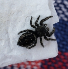Phidippus borealis