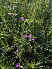 Agalinis purpurea