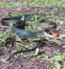 Drymobius margaritiferus