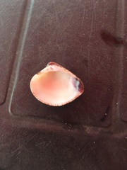 Anomalocardia flexuosa