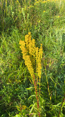 Solidago uliginosa