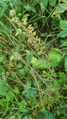 Neottia ovata