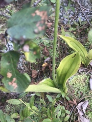 Cypripedium acaule