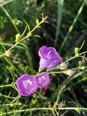 Agalinis purpurea